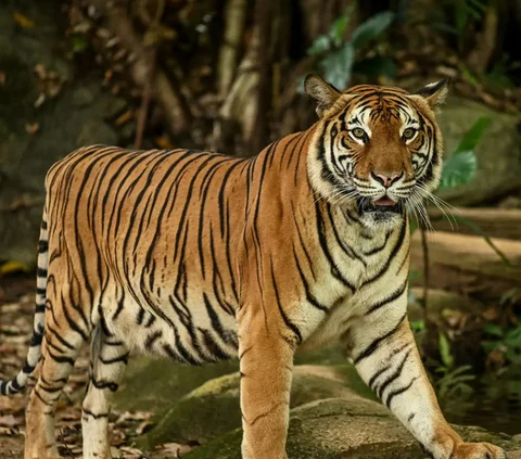 Terrifying! Indonesian Citizen Tragically Killed and Eaten by a Tiger in a Rubber Plantation in Malaysia