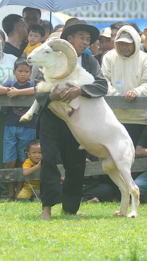 Ratusan peternak domba yang berasal dari Jabotabek, Bandung, Garut dan Tasikmalaya ikut serta dalam kegiatan ini.