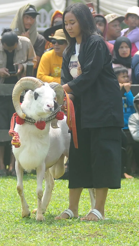 Respon warga dengan adanya kontes domba Garut ini juga mendapat sambuatan antusias.
