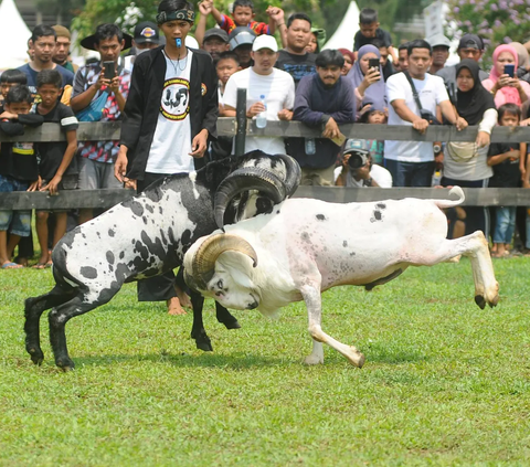 Festival Ternak dan Seni Ketangkasan Domba Garut (SKDG) digelar di  halaman Stadion Pakansari, Cibinong, Bogor, Minggu (12/11/2023).