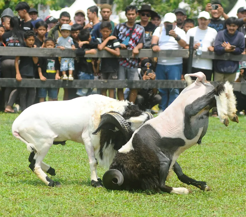 Antusiasme warga saat menyaksikan ketangkasan domba Garut dalam kegiatan Festival Ternak dan Seni Ketangkasan Domba Garut (SKDG) yang digelar di halaman Stadion Pakansari, Cibinong, Bogor, Minggu (12/11/2023).