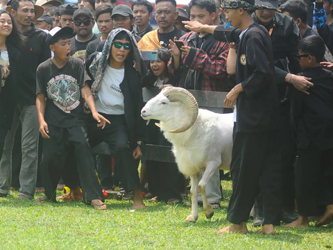 FOTO: Melihat Keseruan Seni Ketangkasan Domba Garut Seharga Ratusan Juta di Cibinong