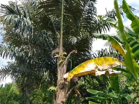 Desa Terpencil di Semarang Ini Dulunya Pernah Jadi Tempat Bertapa Filsuf Tanah Jawa, Begini Kondisinya