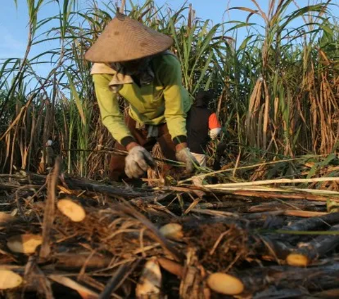 Tertinggi Sepanjang Sejarah, Harga Gula Tembus Rp17.000 per Kg