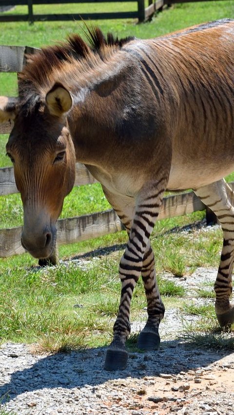 Zorse, Hewan Unik Hasil Persilangan Zebra dan Kuda yang Menawan<br>