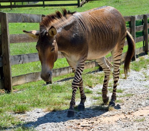 Zorse, Hewan Unik Hasil Persilangan Zebra dan Kuda yang Menawan