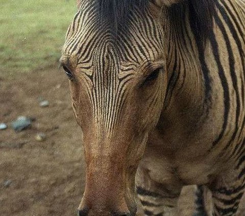 Zorse, Hewan Unik Hasil Persilangan Zebra dan Kuda yang Menawan