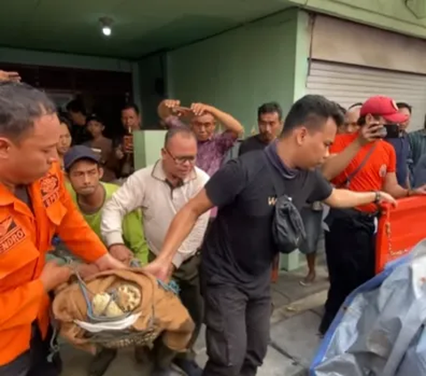 Saiful 11 Tahun Pelihara Buaya Raksasa di Rumah, Minta Petugas Evakuasi karena Sering Ngamuk