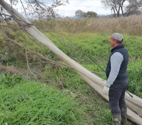 Pria Temukan Sisik Ular Raksasa Menjuntai dari Atas Pohon, Penampakannya Bikin Merinding
