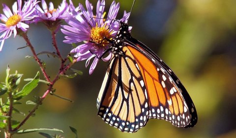 Masa hidup yang singkat dari kupu-kupu menjadi salah satu faktor yang mempengaruhi tingkat kesetiaannya.