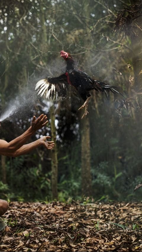 Ciri-Ciri Ayam Petarung yang Bagus, Perhatikan Bentuk Paruh hingga Ekornya