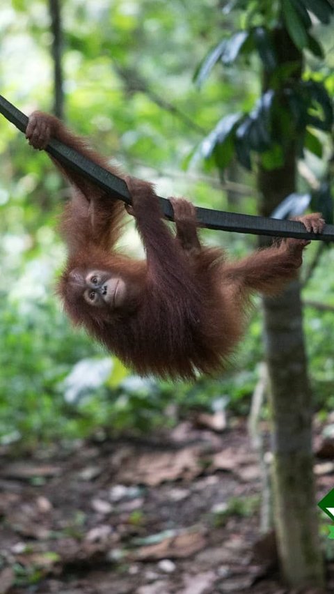 <b>Fakta Menarik Orangutan Haven, Pulau Buatan di Deli Serdang Lokasi Konservasi Satwa Langka</b>