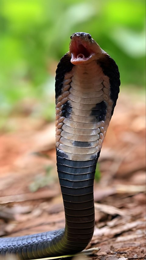 Viral Ular King Kobra Melintas dengan Santuy Saat Cewek-cewek Lagi Piknik Bawah Pohon Rindang