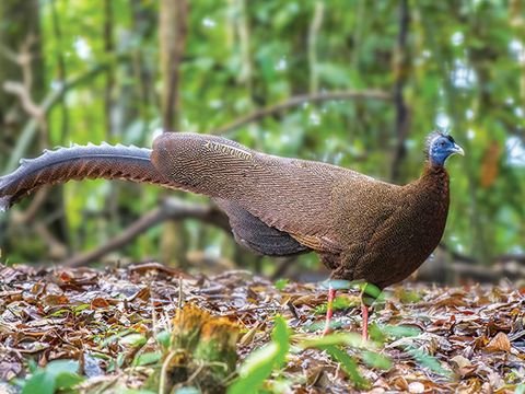 Upaya Pelestarian Burung Kuau Raja