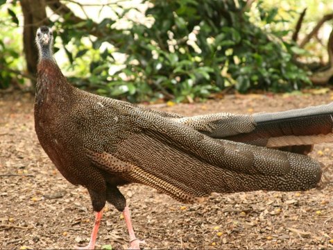 Karakteristik Burung Kuau Raja