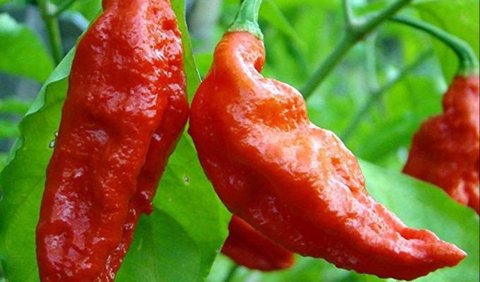 9. Bhut Jolokia 'Ghost' Pepper - 1,001,340 SHU