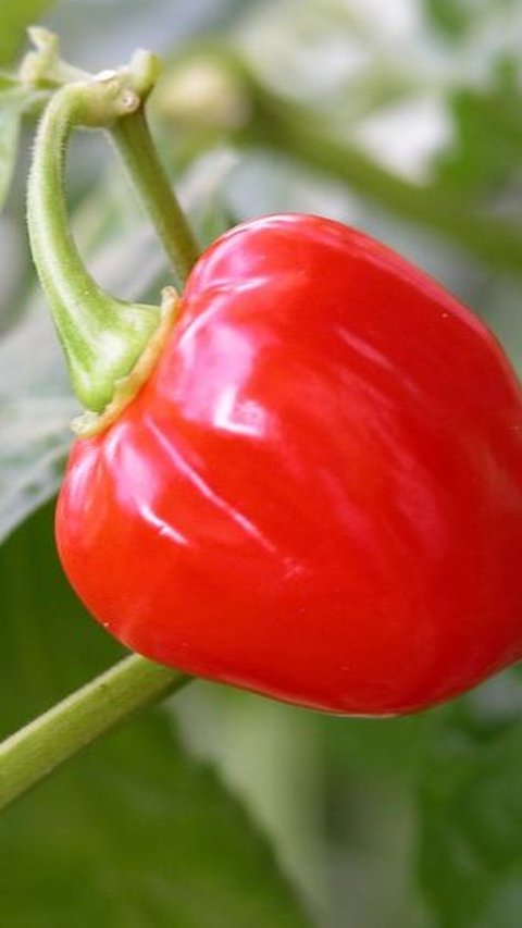 7. Red Savina Pepper - 350,000-577,000 SHU