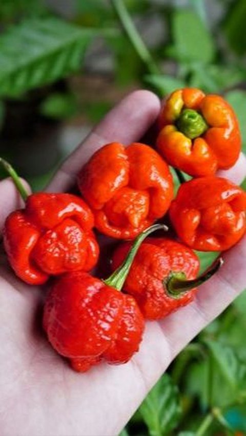 5.Trinidad Moruga Scorpion Pepper - 1,207,764 SHU