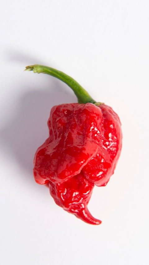 3. Trinidad Scorpion Butch T Pepper - 1,463,700 SHU