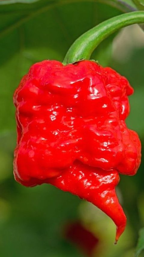 2. Carolina Reaper - 1,641,183 SHU