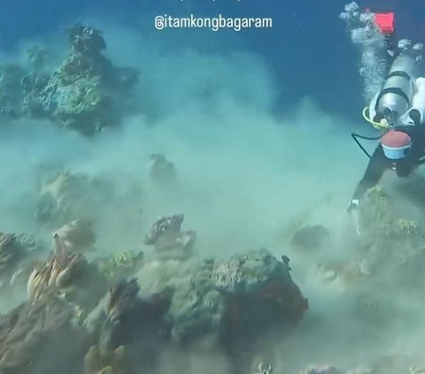 Terrifying! Video of the Moment a Diver is Hit by a Magnitude 7.2 Earthquake at the Bottom of the Banda Sea, the Shocking Change in the Water