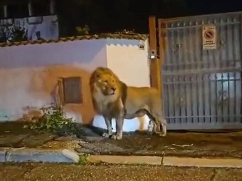 Singa Sirkus Kabur dari Kandangnya, Bikin Seisi Kota di Italia Geger