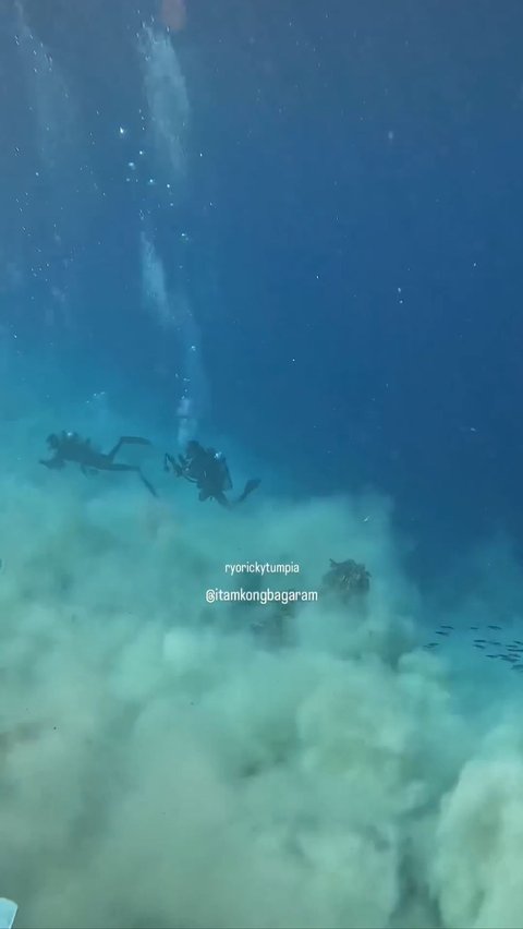 Terrifying! Video of the Moment a Diver is Hit by a Magnitude 7.2 Earthquake at the Bottom of the Banda Sea, the Shocking Change in the Water