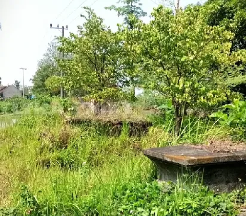 Jejak Makam Mewah Bersejarah di Blitar, Banyak Batu Marmer Hilang Kini Lokasinya Jadi Sawah