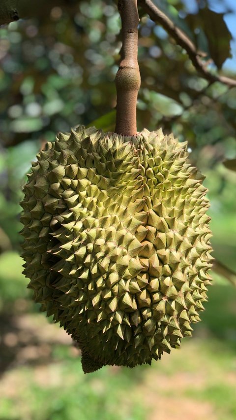 Kocak, Penampakan Durian “Dicukur” Durinya Jadi Mirip Sukun<br>