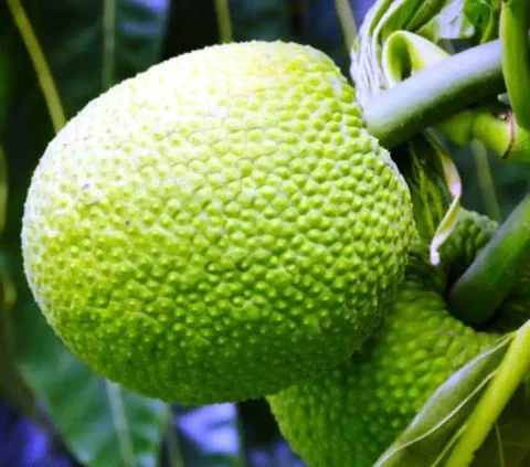 Funny, Appearance of Durian 'Shaved' Looks Like Breadfruit
