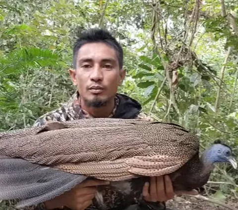 'Kesaktian' Burung Kuau Raja Bermata Seratus dari Zaman Purba yang Ditemukan Kembali di Indonesia, Bisa Prediksi Gempa & Tsunami