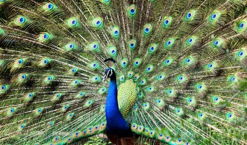 10. Meaning of Peacock Dream