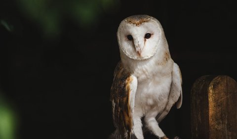 15. Mimpi Burung Hantu