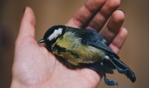 19. Burung Terluka atau Mati