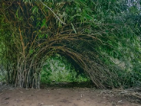 Terrifying Story of a Young Man Pulled by a Guardian of a Bamboo Tree While Jogging at Dusk, Ustaz Reveals the Haunted Surrounding Area