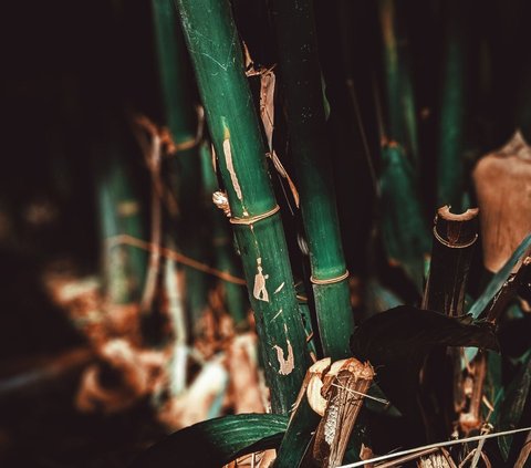 Terrifying Story of a Young Man Pulled by a Guardian of a Bamboo Tree While Jogging at Dusk, Ustaz Reveals the Haunted Surrounding Area