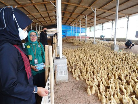 Melihat Kampung Bebek di Banyuwangi: Mampu Produksi 2.000 Ekor per Hari