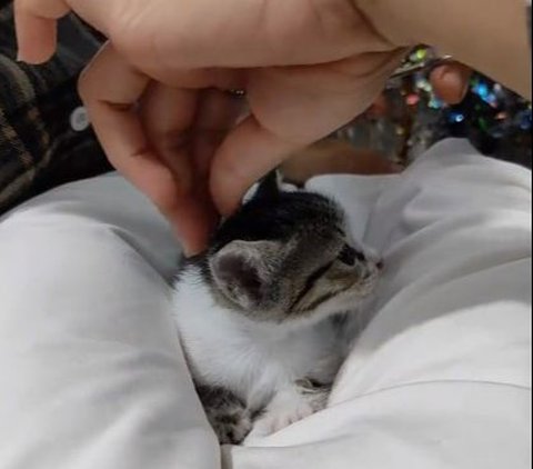 Digelar Meriah, Momen Tasyakuran Akikah untuk Anak Kucing Ini Viral di Medsos