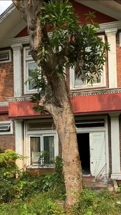 Even, in front of the house there is a big tree.