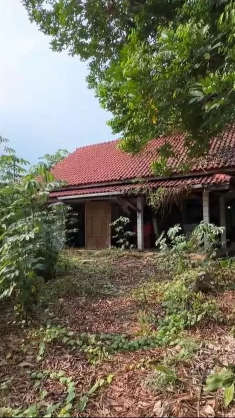 Bakan, many cassava plants grow around that house.