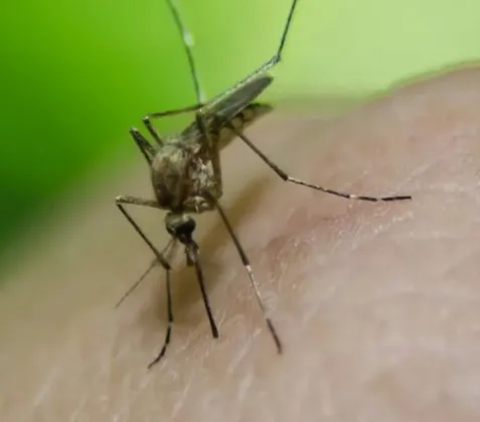 Viral Bill Gates Sebarkan Nyamuk untuk Membentuk Genetik LGBT, Ini Faktanya