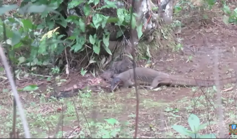 Berbekal senapan berjenis Baracuda X yang digunakan, sniper ini awalnya berhasil melumpuhkan satu ekor biawak yang terekam sedang asyik memangsa ayam. <br>