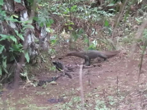 Sniper Sampai Turun Tangan Tembak 3 Ekor Biawak di Tengah Hutan Kelapa Sawit, Ayam Warga Kerap Dimangsa