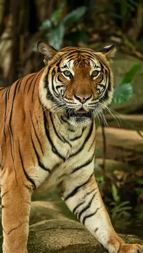 <b>Warga Blitar Dulu Punya Tradisi Sadis Bunuh Harimau Beramai-ramai di Lapangan, Ini Kisahnya</b>