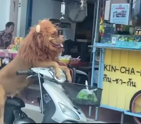 Dikira Singa Ternyata Anjing Pakai Wig, Penampakannya Duduk di Atas Motor Pinggir Jalan Bikin Orang-orang Jantungan