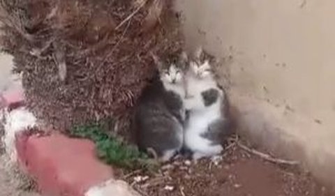 Video Kucing Ketakutan
