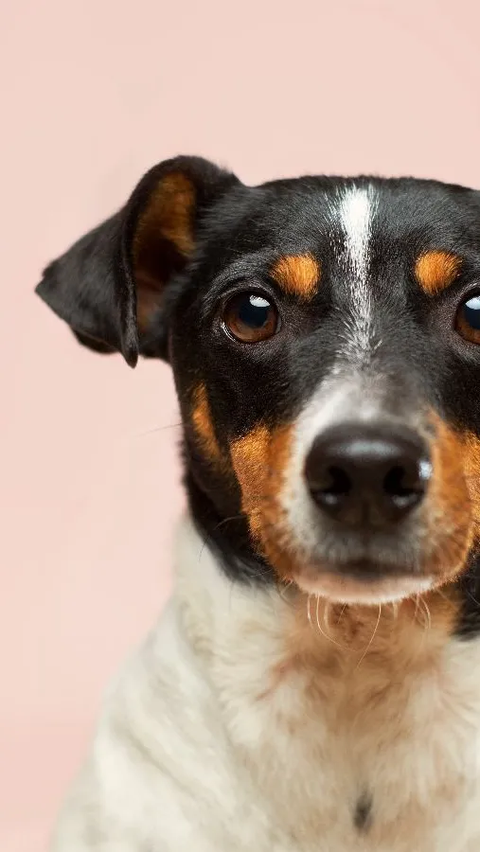 Ternyata Anjing Gemar Makan Kotoran Sendiri, Ini Penyebabnya!