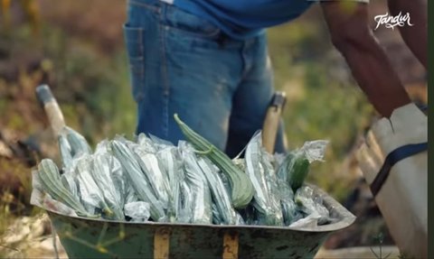 Baru Umur 17 Tahun, Tukang Sayur di Gunung Kidul Raup Untung Rp100 Juta per Bulan