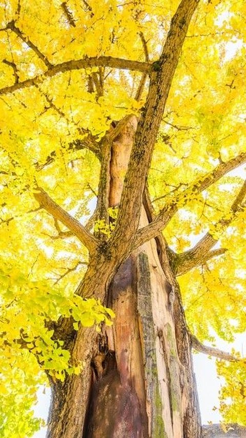 Berdaun Kuning Seperti Emas, Pohon Cantik ini Berusia Hampir 9 Abad