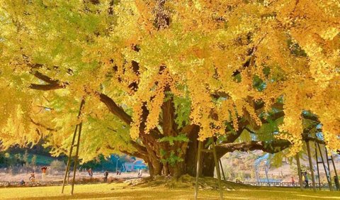 Tree Ginkgo or Girl's Hair Plant